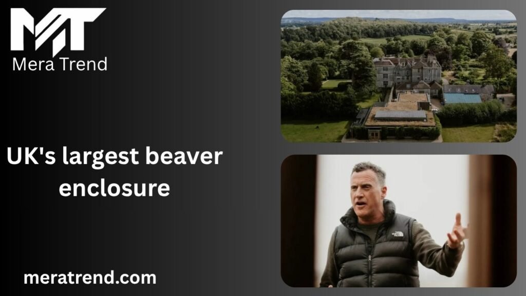 UK's largest beaver enclosure